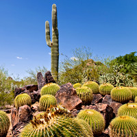 April 2011 Phoenix Desert Botanical Garden